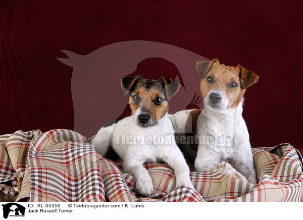 Jack Russell Terrier / Jack Russell Terrier / KL-05356