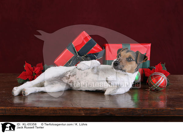 Jack Russell Terrier / Jack Russell Terrier / KL-05358