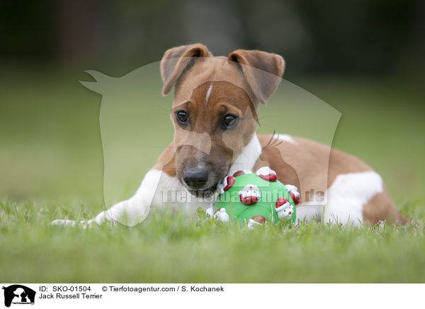 Jack Russell Terrier / SKO-01504