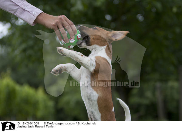 spielender Jack Russell Terrier / playing Jack Russell Terrier / SKO-01508
