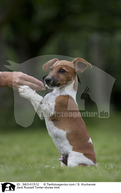 Jack Russell Terrier macht Mnnchen / Jack Russell Terrier shows trick / SKO-01512