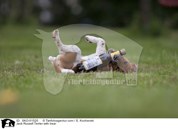 Jack Russell Terrier mit Bierflasche / Jack Russell Terrier with bear / SKO-01520