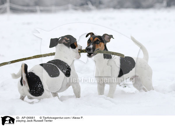 spielende Jack Russell Terrier / playing Jack Russell Terrier / AP-06881