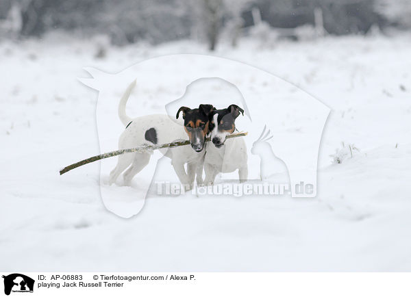 spielende Jack Russell Terrier / playing Jack Russell Terrier / AP-06883