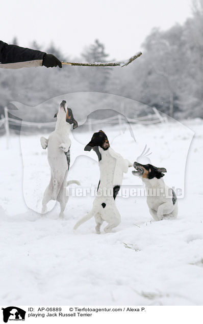 spielende Jack Russell Terrier / playing Jack Russell Terrier / AP-06889