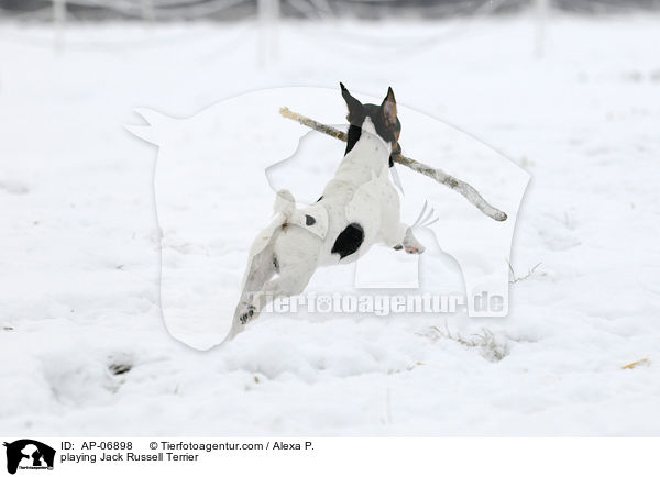 spielender Jack Russell Terrier / playing Jack Russell Terrier / AP-06898