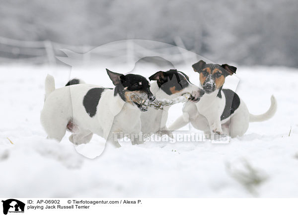 spielende Jack Russell Terrier / playing Jack Russell Terrier / AP-06902