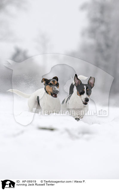 running Jack Russell Terrier / AP-06919