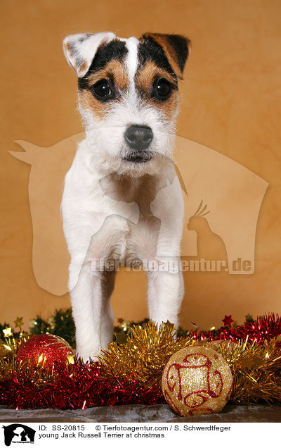 junger Parson Russell Terrier zu Weihnachten / young Parson Russell Terrier at christmas / SS-20815