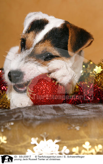 Parson Russell Terrier knabbert an Weihnachtsdeko / young Parson Russell Terrier at christmas / SS-20817