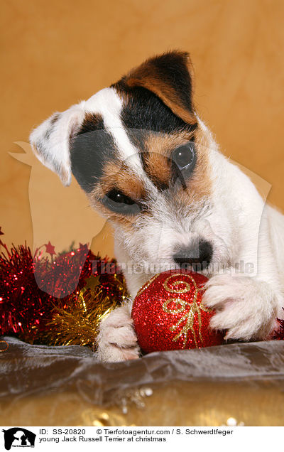 Parson Russell Terrier knabbert an Weihnachtsdeko / young Parson Russell Terrier at christmas / SS-20820