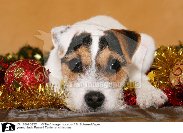 junger Parson Russell Terrier zu Weihnachten / young Parson Russell Terrier at christmas / SS-20822