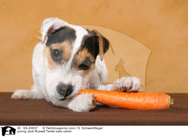 junger Parson Russell Terrier frisst Karotte / young Parson Russell Terrier eats carrot / SS-20837