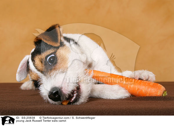 junger Parson Russell Terrier frisst Karotte / young Parson Russell Terrier eats carrot / SS-20838