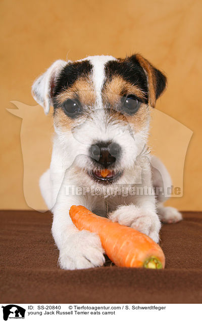 junger Parson Russell Terrier frisst Karotte / young Parson Russell Terrier eats carrot / SS-20840