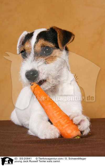 junger Parson Russell Terrier frisst Karotte / young Parson Russell Terrier eats carrot / SS-20841
