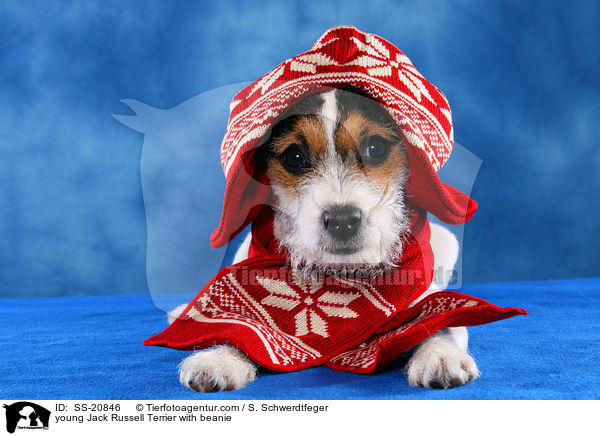 junger Parson Russell Terrier mit Mtze / young Parson Russell Terrier with beanie / SS-20846