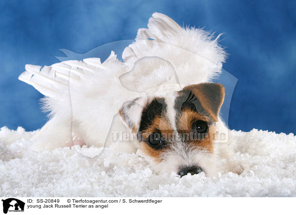 junger Parson Russell Terrier als Engel / young Parson Russell Terrier as angel / SS-20849