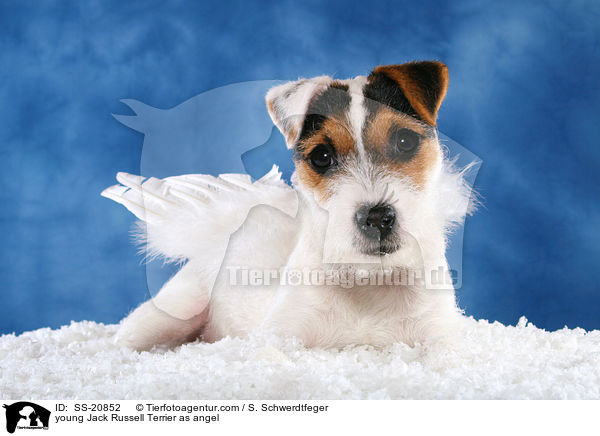 junger Parson Russell Terrier als Engel / young Parson Russell Terrier as angel / SS-20852