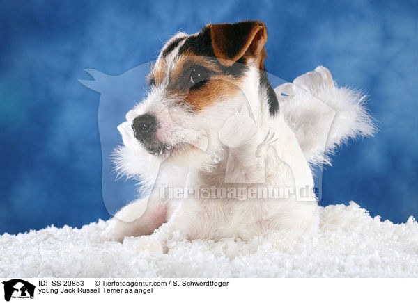 junger Parson Russell Terrier als Engel / young Parson Russell Terrier as angel / SS-20853