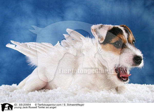 junger Parson Russell Terrier als Engel / young Parson Russell Terrier as angel / SS-20854