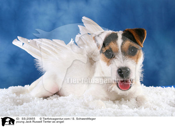 junger Parson Russell Terrier als Engel / young Parson Russell Terrier as angel / SS-20855