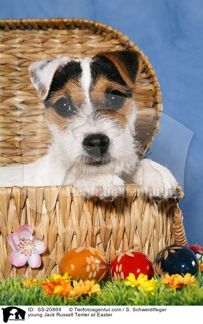 junger Parson Russell Terrier zu Ostern / young Parson Russell Terrier at Easter / SS-20869