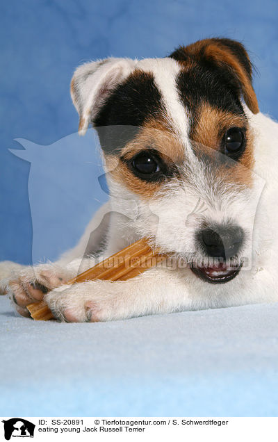 fressender junger Parson Russell Terrier / eating young Parson Russell Terrier / SS-20891