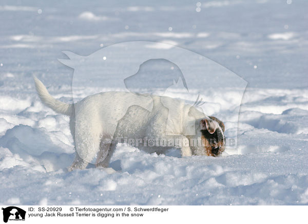 junger Parson Russell Terrier buddelt im Schnee / young Parson Russell Terrier is digging in the snow / SS-20929