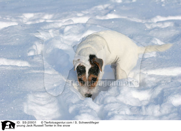 junger Parson Russell Terrier im Schnee / young Parson Russell Terrier in the snow / SS-20931