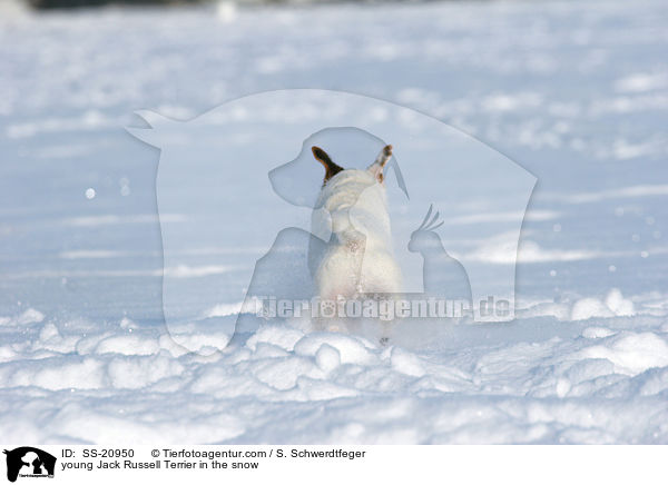 junger Parson Russell Terrier im Schnee / young Parson Russell Terrier in the snow / SS-20950