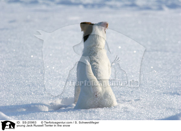 junger Parson Russell Terrier im Schnee / young Parson Russell Terrier in the snow / SS-20963