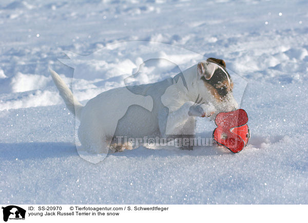 junger Parson Russell Terrier im Schnee / young Parson Russell Terrier in the snow / SS-20970