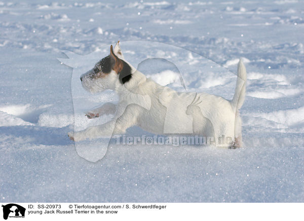 junger Parson Russell Terrier im Schnee / young Parson Russell Terrier in the snow / SS-20973