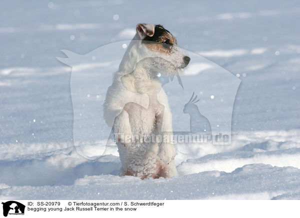 junger Parson Russell Terrier macht Mnnchen im Schnee / begging young Parson Russell Terrier in the snow / SS-20979