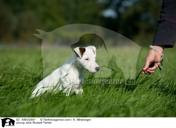 young Jack Russell Terrier / AM-02991