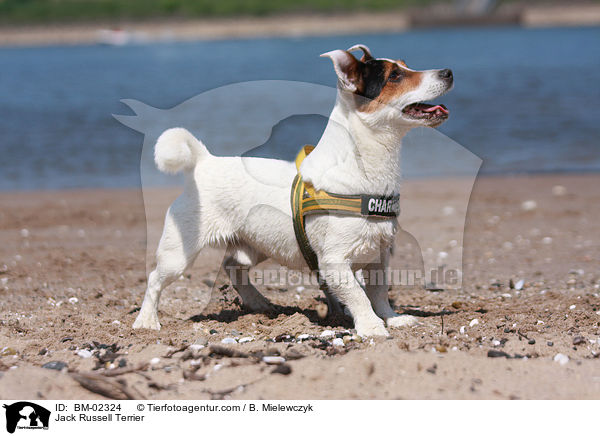 Jack Russell Terrier / Jack Russell Terrier / BM-02324