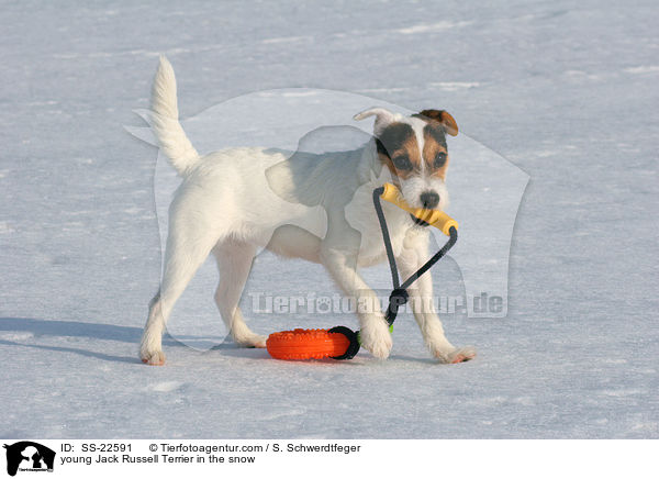 junger Parson Russell Terrier im Schnee / young Parson Russell Terrier in the snow / SS-22591