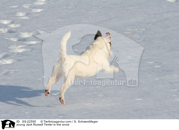 junger Parson Russell Terrier im Schnee / young Parson Russell Terrier in the snow / SS-22595