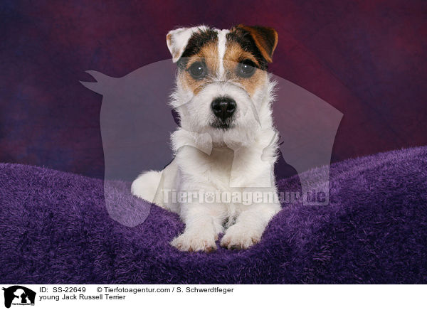 junger Parson Russell Terrier / young Parson Russell Terrier / SS-22649