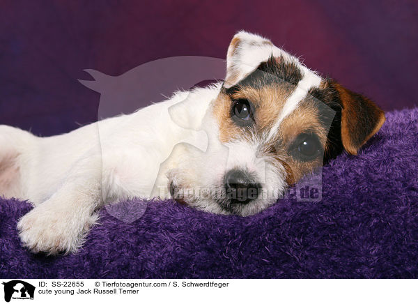 ser junger Parson Russell Terrier / cute young Parson Russell Terrier / SS-22655