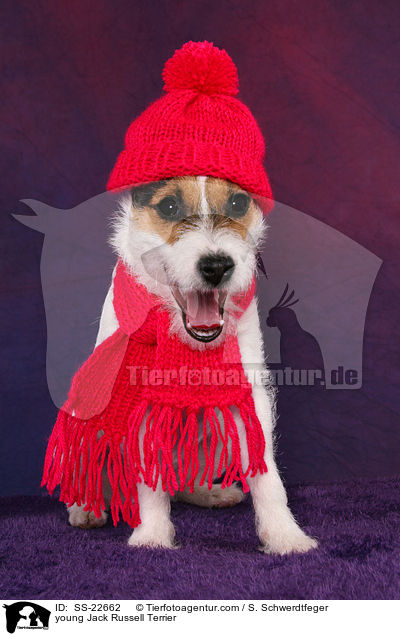 junger Parson Russell Terrier / young Parson Russell Terrier / SS-22662