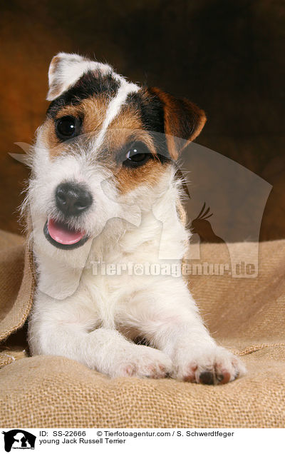 junger Parson Russell Terrier / young Parson Russell Terrier / SS-22666