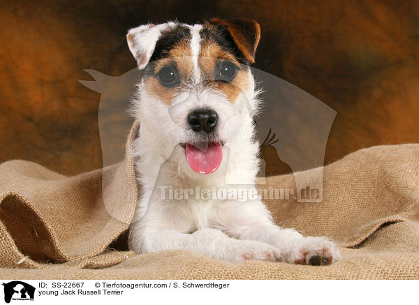 junger Parson Russell Terrier / young Parson Russell Terrier / SS-22667