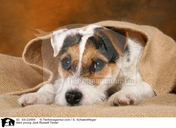 mder junger Parson Russell Terrier / tired young Parson Russell Terrier / SS-22669