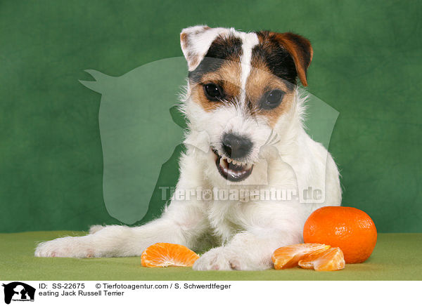 eating Jack Russell Terrier / SS-22675