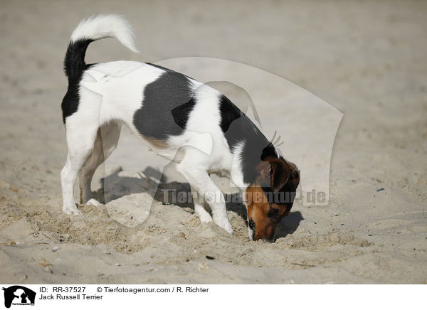 Jack Russell Terrier / Jack Russell Terrier / RR-37527