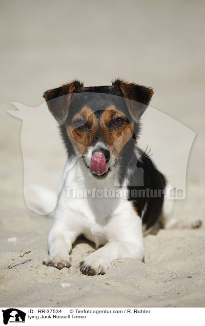 liegender Jack Russell Terrier / lying Jack Russell Terrier / RR-37534