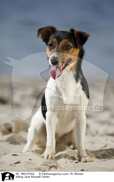 sitzender Jack Russell Terrier / sitting Jack Russell Terrier / RR-37542