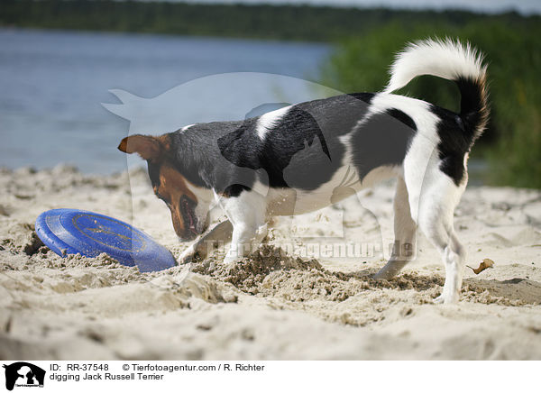 buddelnder Jack Russell Terrier / digging Jack Russell Terrier / RR-37548